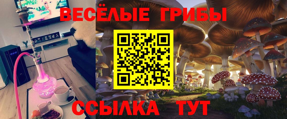Новозыбков  Галлюциногенные грибы Psilocybe  Вход с VPN 